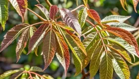 香椿芽炒鸡蛋香椿芽用焯水吗 香椿芽炒鸡蛋的功效