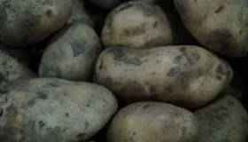 减脂期能不能吃土豆丝
