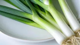 小葱是补气还是泄气