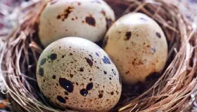 鸡蛋壳难剥是因为时间长了吗