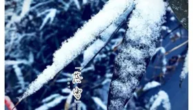 17种相反相成的两味药。