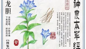 大多数医生都会忽略龙胆泻肝丸的一个作用