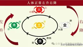 左升右降的具体含义及升降动态平衡的调理方法。