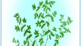 医院不让开的小方，三十多个方只有3味药，因为开方小曾被约谈。