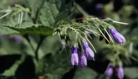 治疗感冒后嗓子疼的经验方