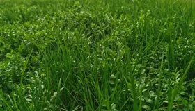 中医剂量的秘诀，大揭晓。