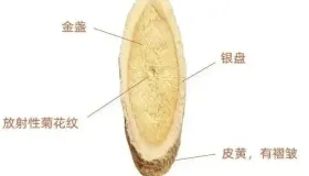 8类黄芪的选择及真黄芪的10种搭配。