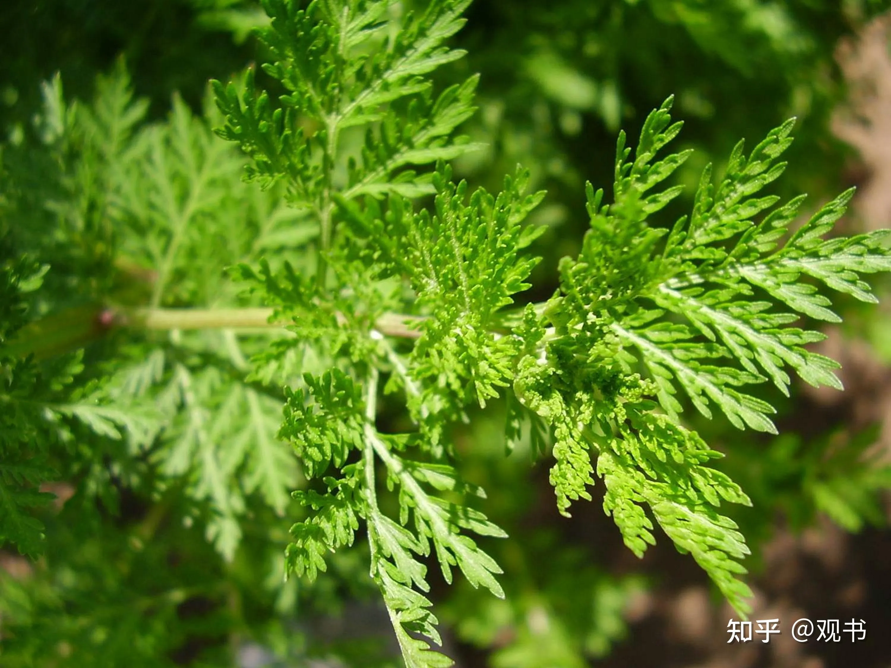 中医古代名方100首(临床各科常用古代方剂)插图23 中医古代名方100首(临床各科常用古代方剂)插图23