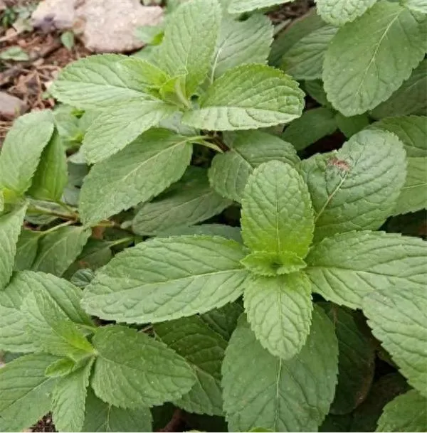 探寻 “天然清凉剂” 薄荷:传统与现代的多重妙用插图 探寻 “天然清凉剂” 薄荷:传统与现代的多重妙用插图