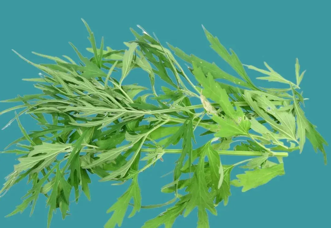 益母草：妇科圣药的多面解析与应用指南插图3