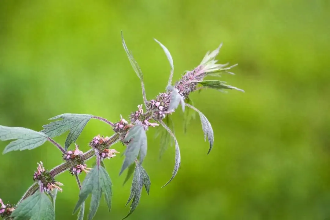 益母草：妇科圣药的多面解析与应用指南插图