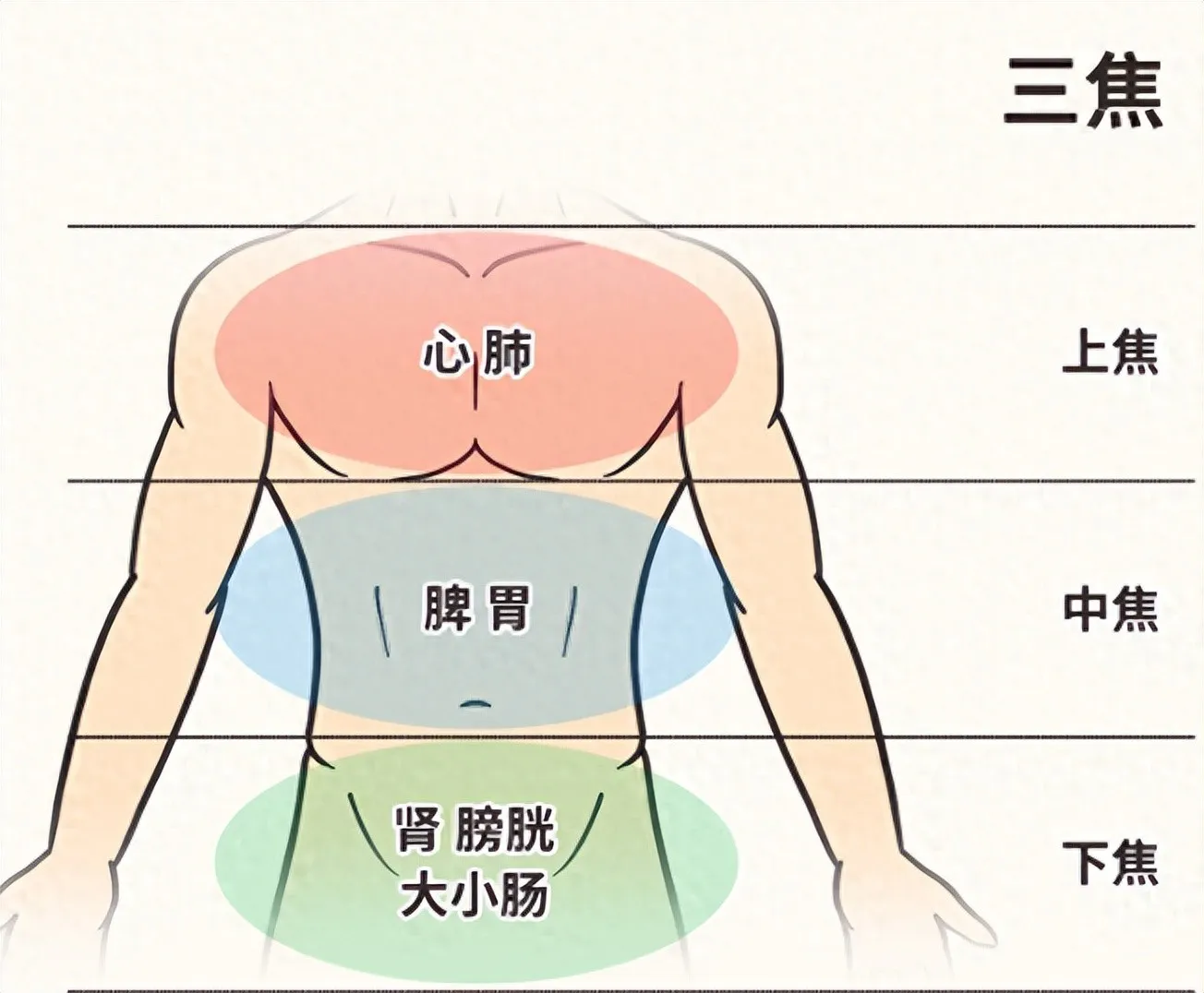 当代脱发新解：中焦淤堵是主因，1 个生发汤助你逆袭插图