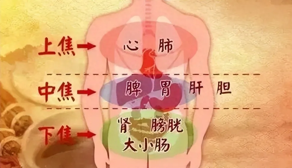 三焦不通致脱发？内调外养双管齐下，重焕乌黑浓密秀发插图