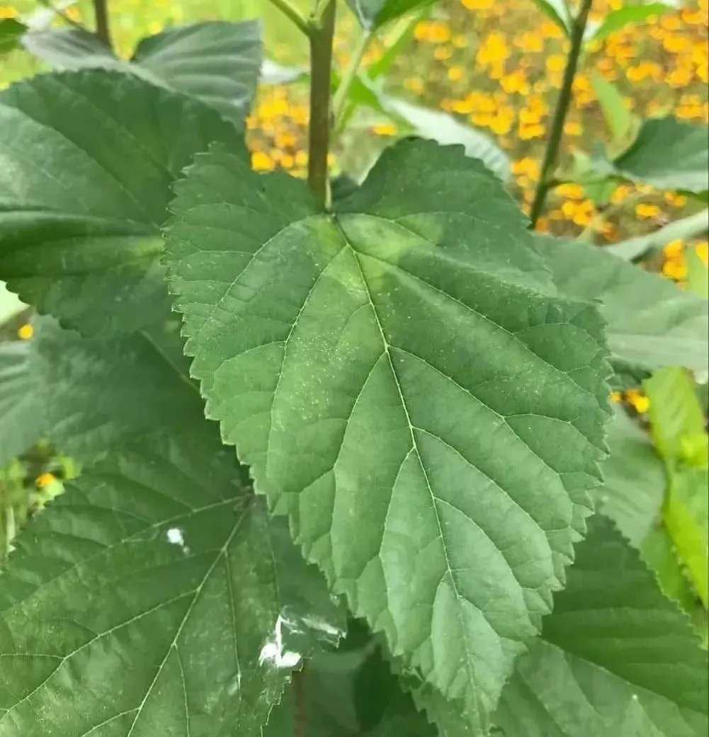 2 味药巧治脱发，根源竟在气血虚血热！插图3