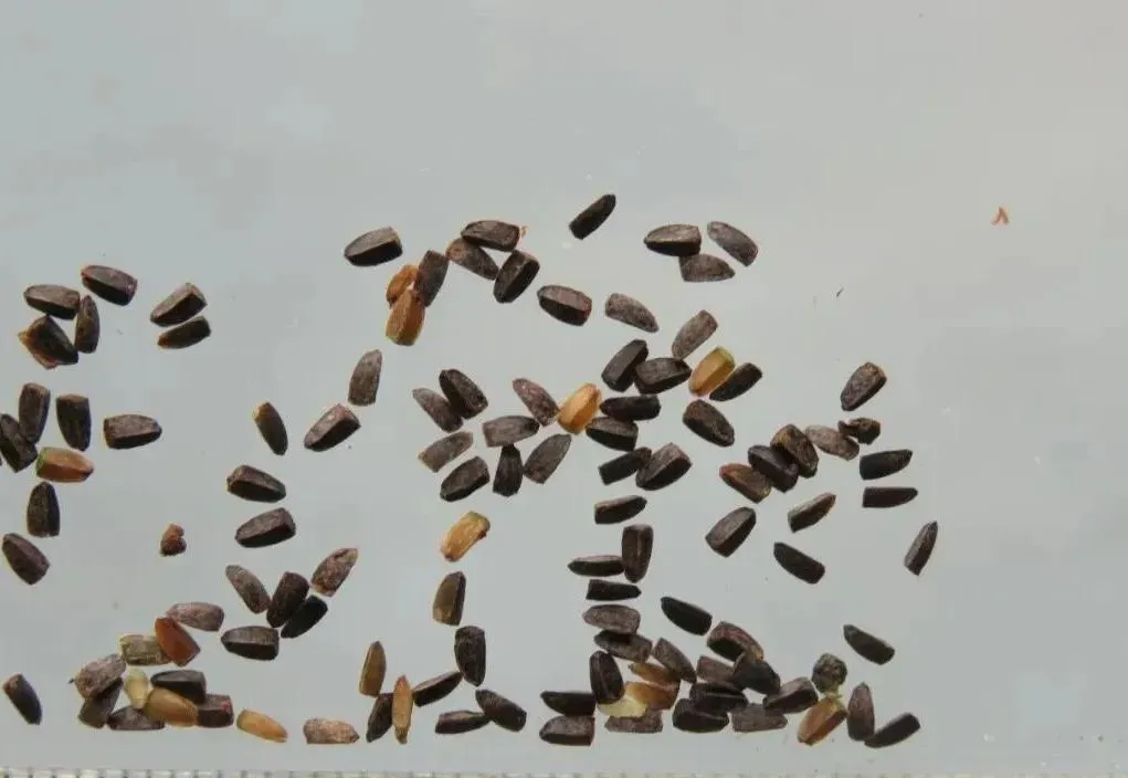 益母草：妇科圣药的多面解析与应用指南插图5