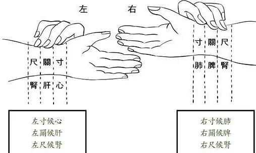 别再觉得中医把脉玄乎！一文读懂把脉原理及获取信息，解开你的困惑插图5