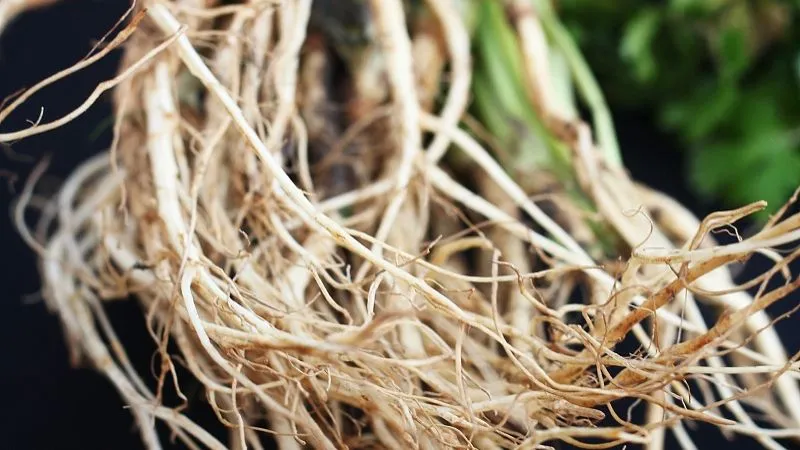 别把 “珍宝” 当 “废草”：5 种被低估中药材的逆袭之路插图1