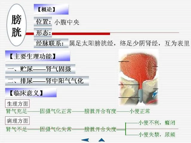 中医基础理论大全，赶紧收藏吧！插图51