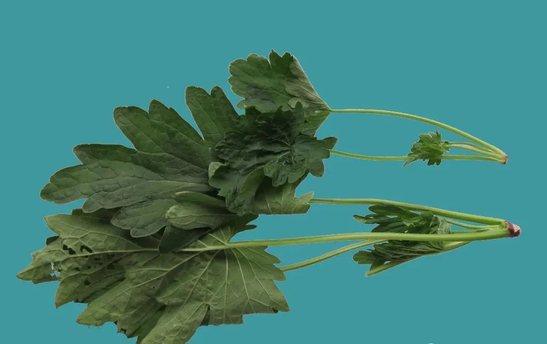 益母草：妇科圣药的多面解析与应用指南插图4