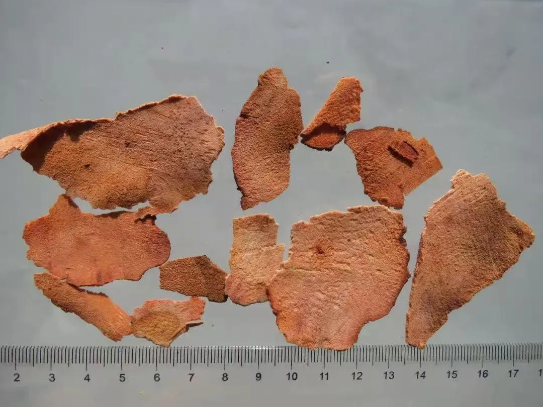 岭南春日祛湿指南:识别湿气与巧用中药食疗插图1 岭南春日祛湿指南:识别湿气与巧用中药食疗插图1