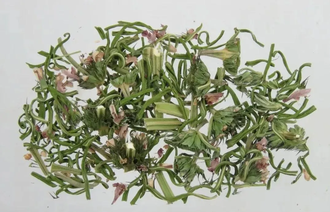 益母草：妇科圣药的多面解析与应用指南插图2