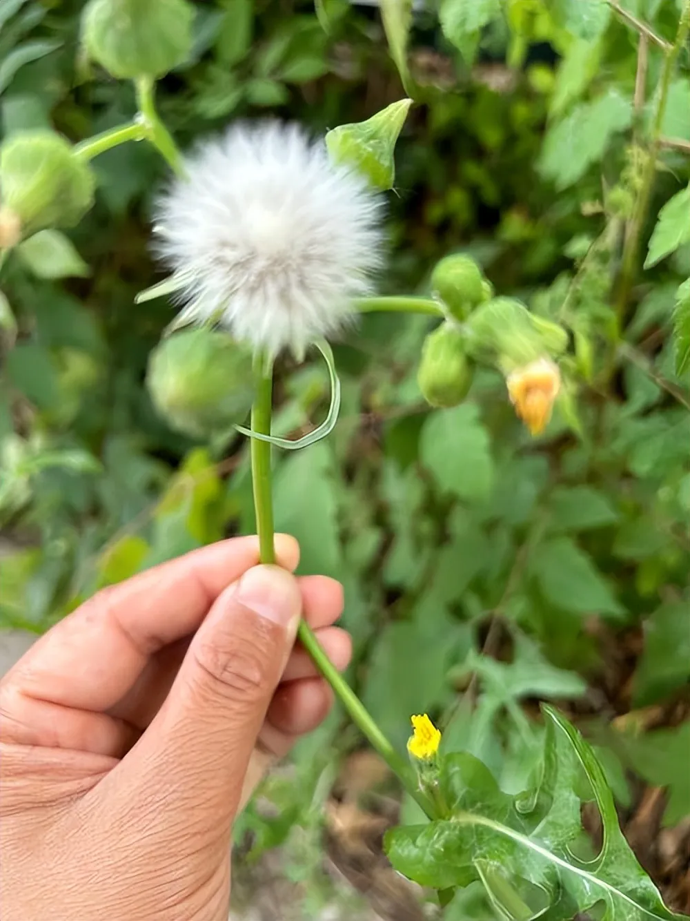 别把 “珍宝” 当 “废草”：5 种被低估中药材的逆袭之路插图3