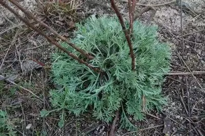 岭南春日祛湿指南:识别湿气与巧用中药食疗插图2 岭南春日祛湿指南:识别湿气与巧用中药食疗插图2
