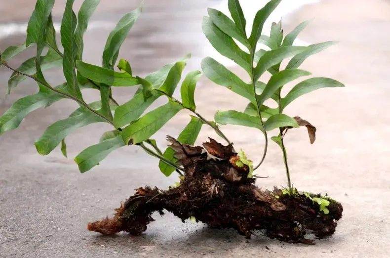 肾虚脱发：从理论到医案，解锁补肾养血生发之道插图3