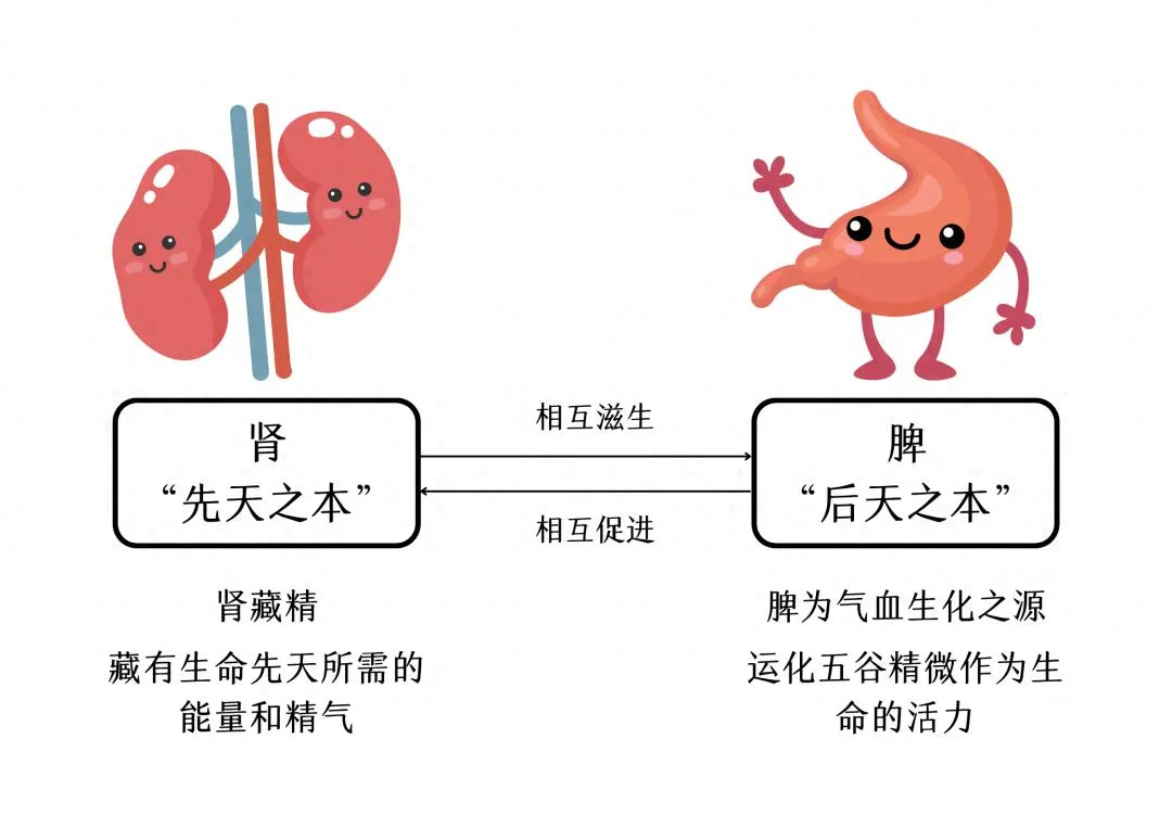 肾虚脱发：从理论到医案，解锁补肾养血生发之道插图