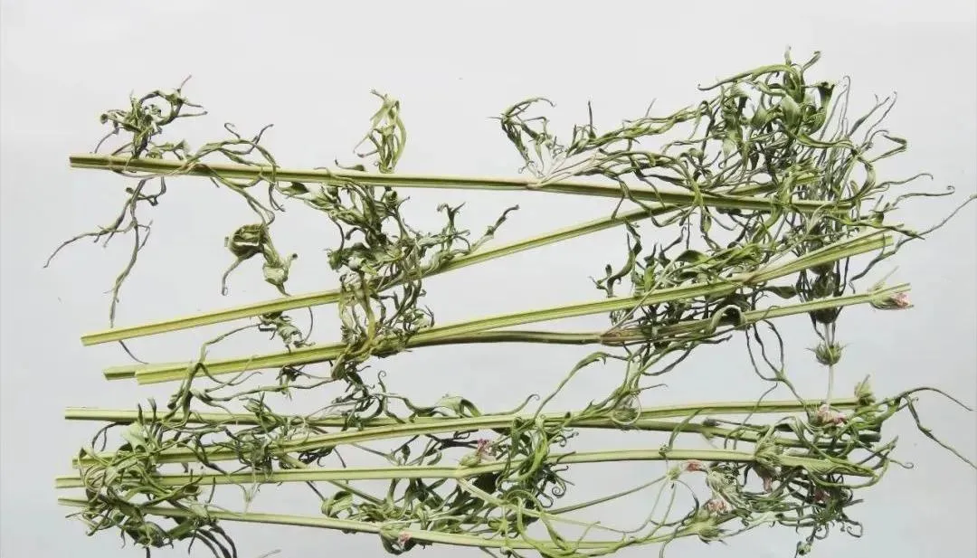 益母草：妇科圣药的多面解析与应用指南插图1