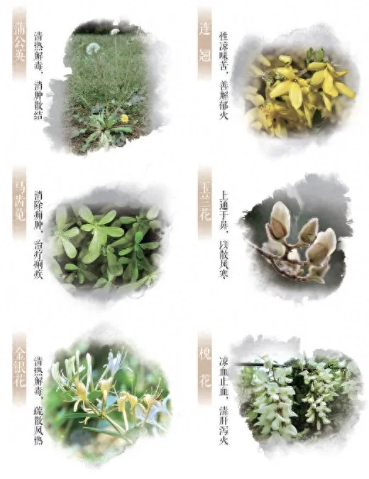 春日百草皆良药:常见花草的药用价值与使用指南插图 春日百草皆良药:常见花草的药用价值与使用指南插图