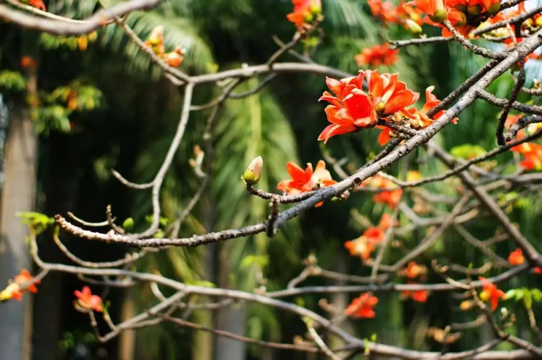 岭南春日祛湿指南:识别湿气与巧用中药食疗插图4 岭南春日祛湿指南:识别湿气与巧用中药食疗插图4