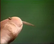 仿古九针插图5 仿古九针插图5