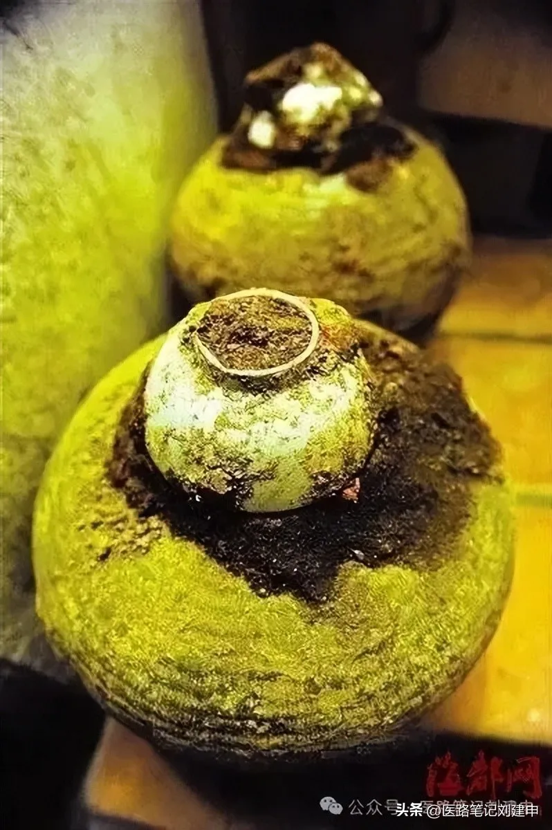 奇奇怪怪的中药——十个粪便药插图7