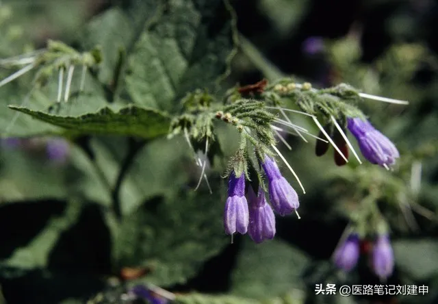 治疗感冒后嗓子疼的经验方插图1