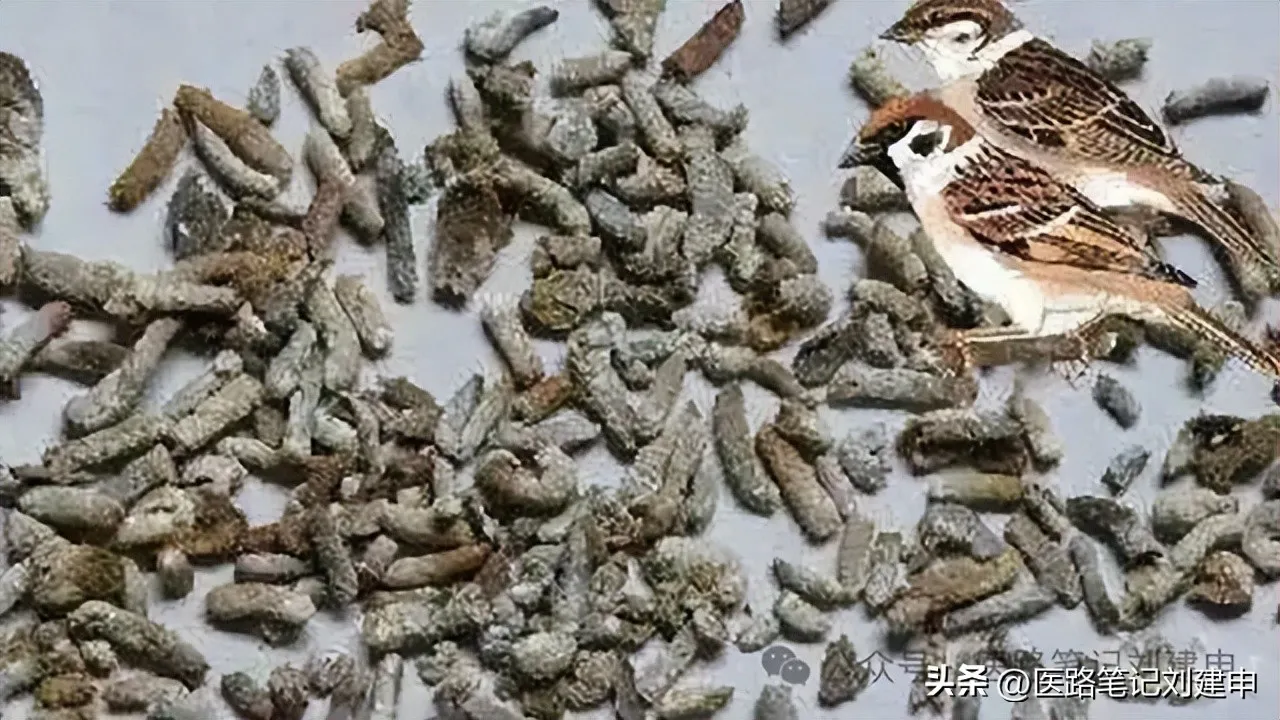 奇奇怪怪的中药——十个粪便药插图4