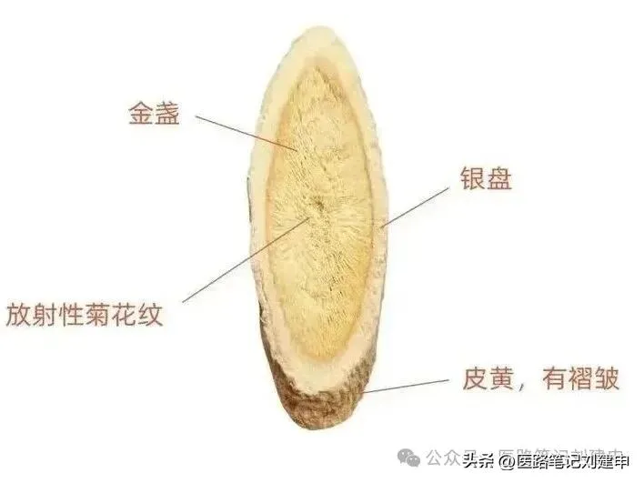 8类黄芪的选择及真黄芪的10种搭配。插图7