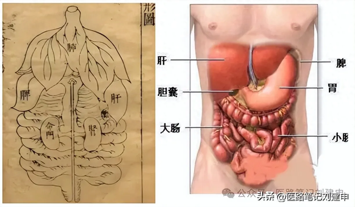 左升右降的具体含义及升降动态平衡的调理方法。插图