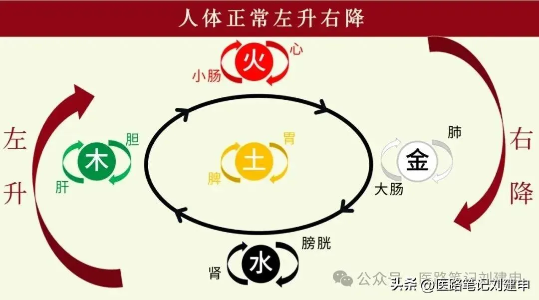 左升右降的具体含义及升降动态平衡的调理方法。插图1