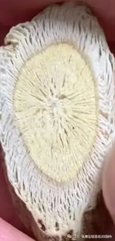 8类黄芪的选择及真黄芪的10种搭配。插图5