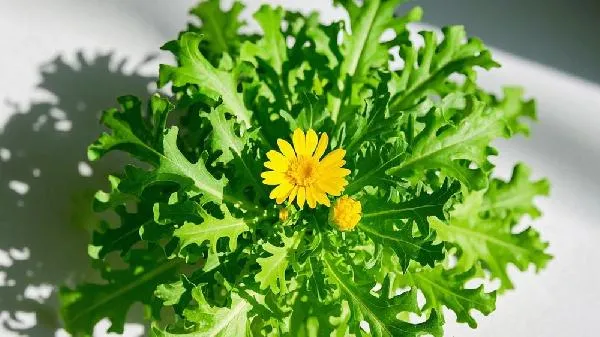 苦菊冻了还能吃吗插图2