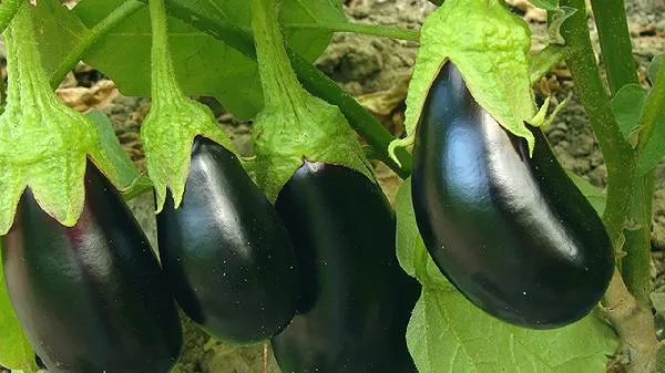 茄子干尽量少吃的原因插图