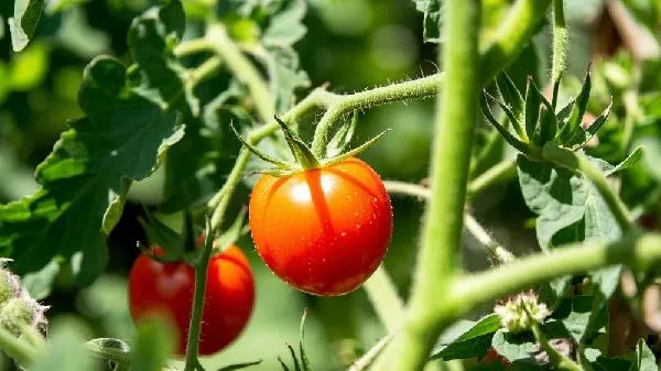 运动后可以吃小番茄吗插图