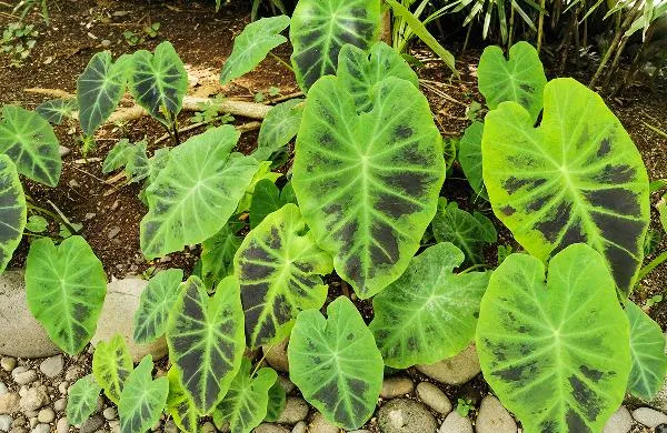 紫菜跟什么煮汤比较好插图