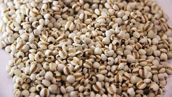 花胶可以和薏米炖吗 花胶炖薏米什么功效插图