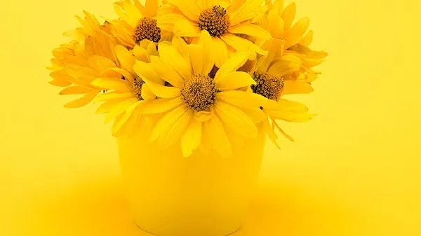 菊花栽培养殖方法插图2