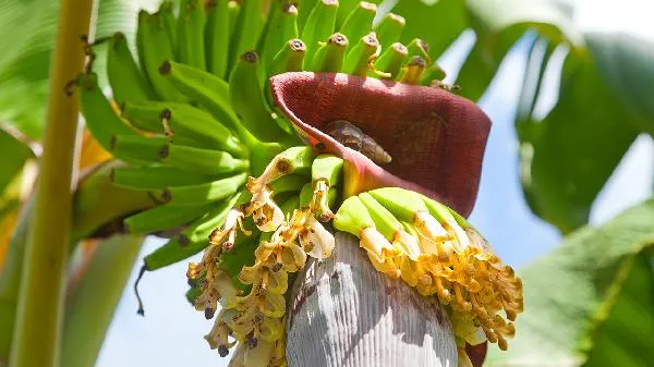 烂的水果吃了对身体有害吗插图