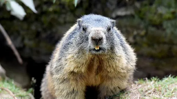 皮皮虾属于什么类动物插图