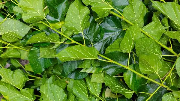 霜桑叶泡水喝，宝藏功效等你来发掘！插图