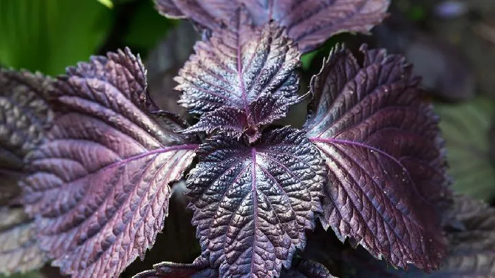 四种人不宜吃紫苏叶插图1